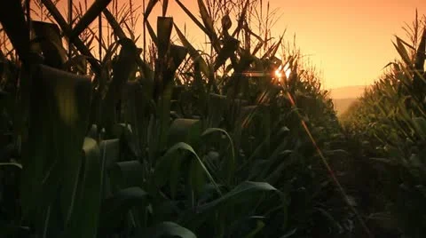 Corn farm. Stock Footage 21632057