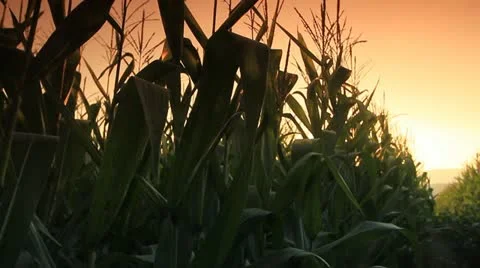 Corn farm. Stock Footage 21635025