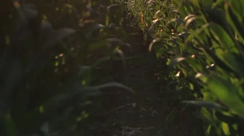 Corn farm. Stock Footage 21638639