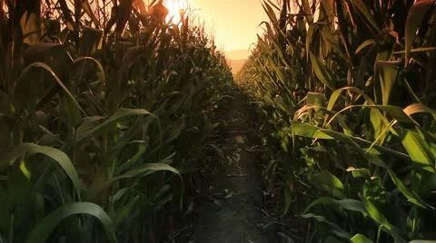 Corn farm. Stock Footage 21643994