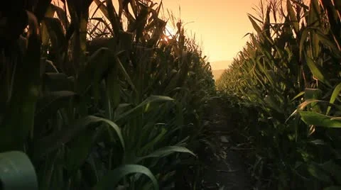 Corn farm. Stock Footage 21651942
