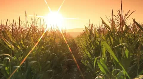 Corn farm. Stock Footage 21656053
