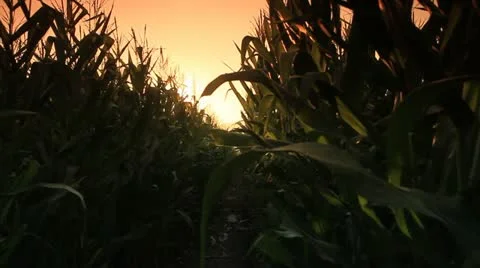 Corn farm. Stock Footage 21670168