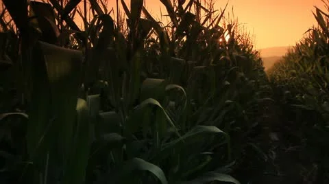 Corn farm. Stock Footage 21672967