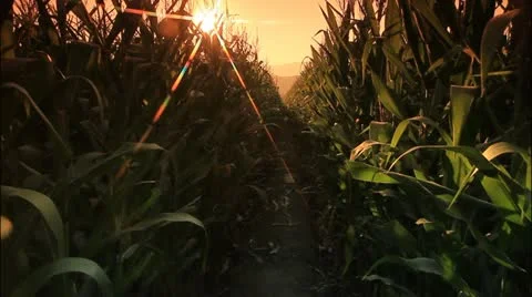 Corn farm. Stock Footage