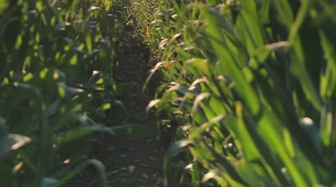 Corn farm. Stock Footage 21678912