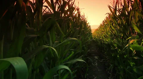 Corn farm Stock Footage 35170531