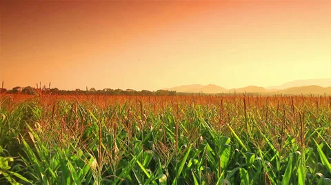 Corn farm Stock Footage 35185957
