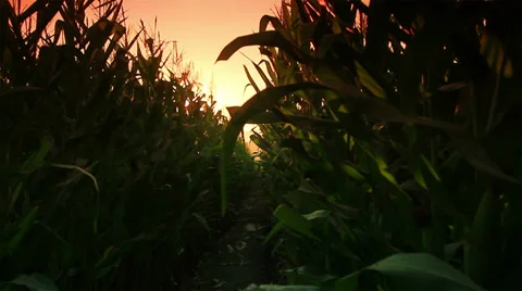 Corn farm Stock Footage 35187222