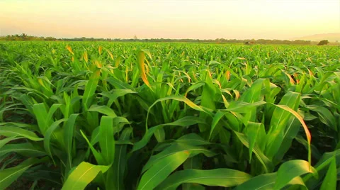 Corn farm Stock Footage 35508955