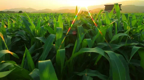Corn farm Stock Footage 35510054