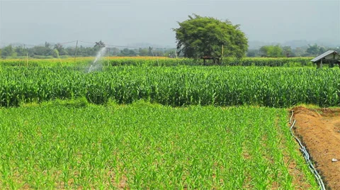 Corn farm Stock Footage 35511355