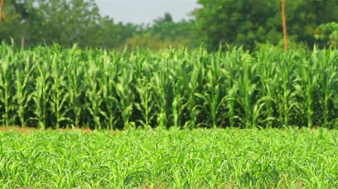 Corn farm Stock-Footage 35514085