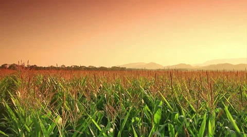 Corn farm Stock Footage 38167547