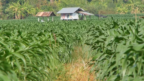 Corn farm Video stock 105552951