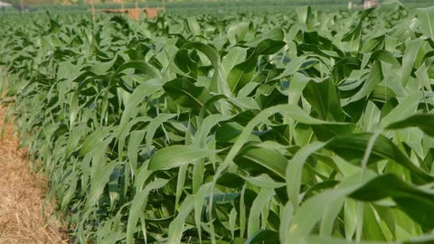 Corn farm Stock-Footage 105553083