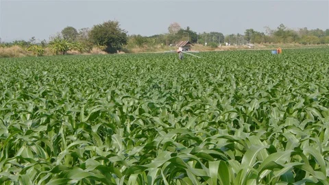 Corn farm Video stock 105553138