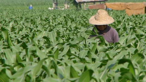 Corn farm Stock-Footage 105553198