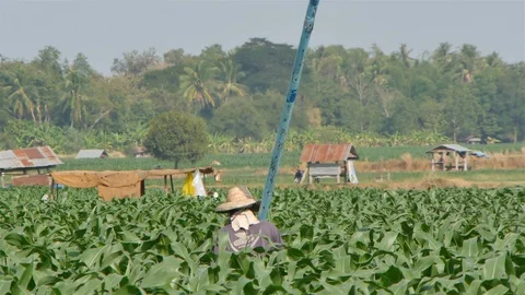 Corn farm Video stock 105553288
