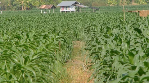Corn farm Video stock 105553367