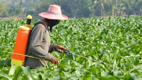 Corn farm Video stock 105553460