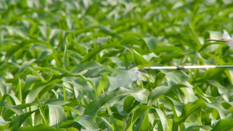 Corn farm Stock Footage 105553602