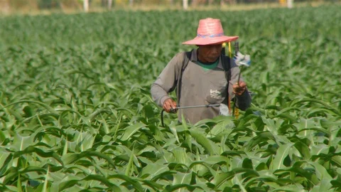 Corn farm Stock-Footage 105553664