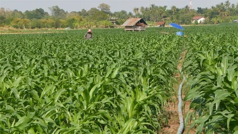 Corn farm Stock Footage 105553759
