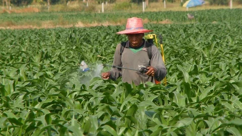 Corn farm Video stock 105553834