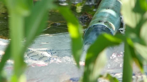 Corn farm Video stock 105554108