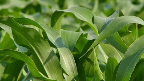 Corn farm Video stock 105554171