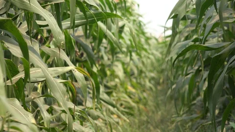 Corn Farm. Vídeo Stock 125788743