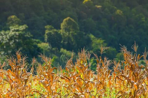 Corn farm in front of landscape view green mountain Stock Photos