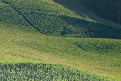 Corn farm in front of landscape view green mountain Stock Photos