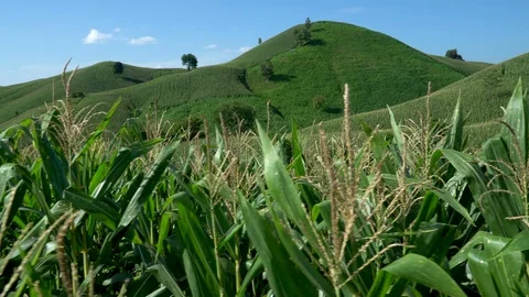 Corn farm on hill with blue sky and sunset background Stock Footage 99443043