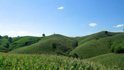 Corn farm on hill with blue sky and sunset background Stock Footage 99484193