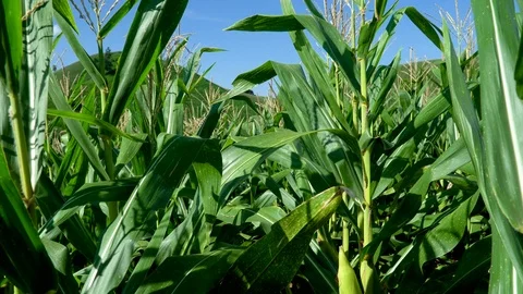 Corn farm on hill with blue sky and sunset background Stock-Footage 99484278