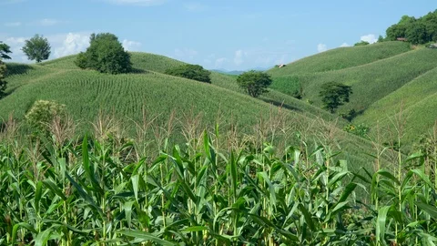 Corn farm on hill with blue sky and sunset background Stock Footage 99484364