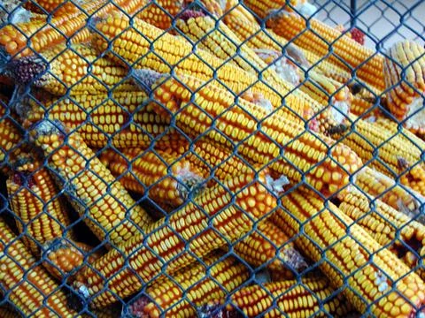 Corn at farm in Maramures county Stock-Fotos