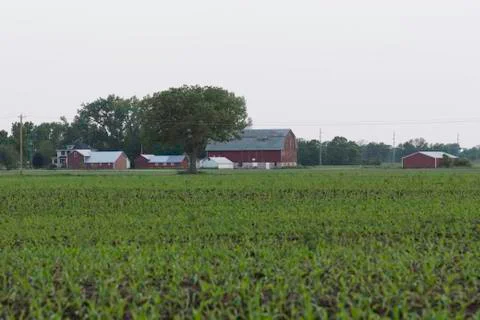 Corn Farm Stock Photos