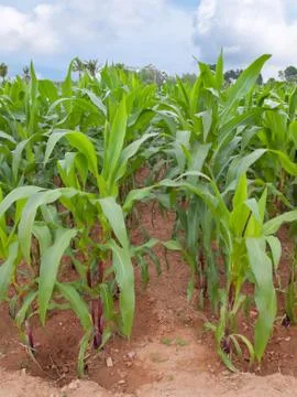 Corn farm Stock Photos