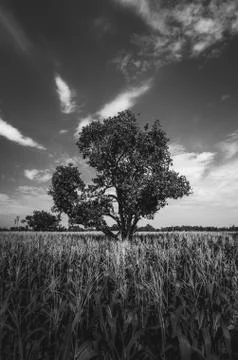 Corn farm Stock Photos