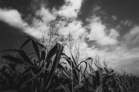 Corn farm Stock Photos
