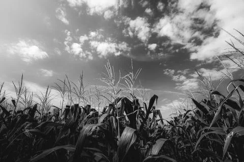 Corn farm Stock-Fotos