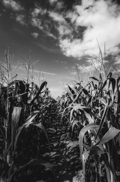 Corn farm Stock Photos