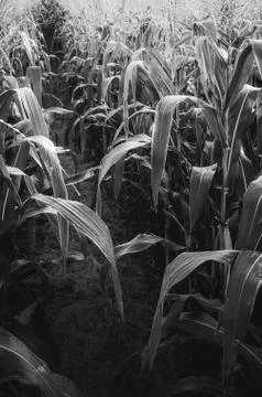 Corn farm Stock Photos
