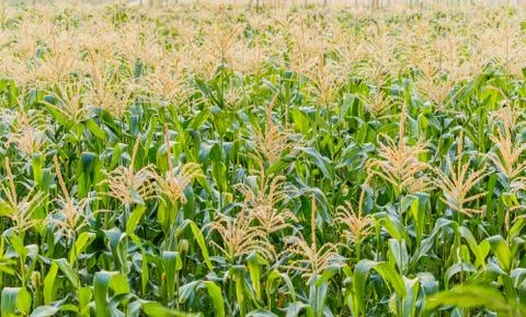Corn farm Stock Photos