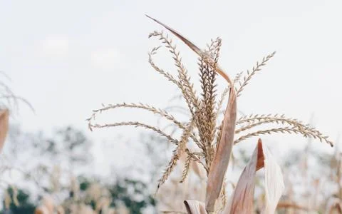 Corn farm Foto stock