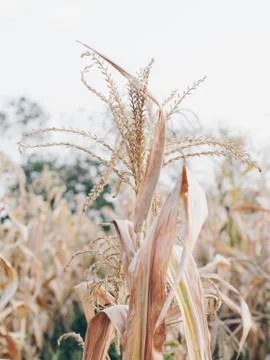 Corn farm Foto stock