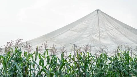 Corn farm Foto stock